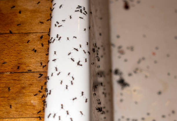 Spider Control Near Me in New Bedford, MA