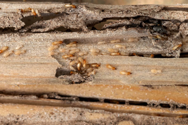 Best Pest Inspection Near Me  in New Bedford, MA