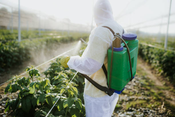 Best Pest Removal Services  in New Bedford, MA